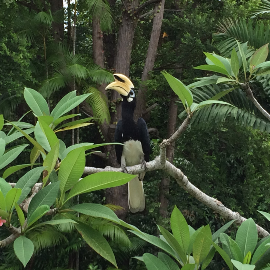 Wildlife in Malaysia rainforest